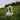Ear Flicks and Focus Drifts: What Your Dog’s Sudden Sound Sensitivity Reveals About Auditory Health and Emotional Overload