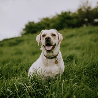 Ear Flicks and Focus Drifts: What Your Dog’s Sudden Sound Sensitivity Reveals About Auditory Health and Emotional Overload