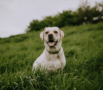Ear Flicks and Focus Drifts: What Your Dog’s Sudden Sound Sensitivity Reveals About Auditory Health and Emotional Overload