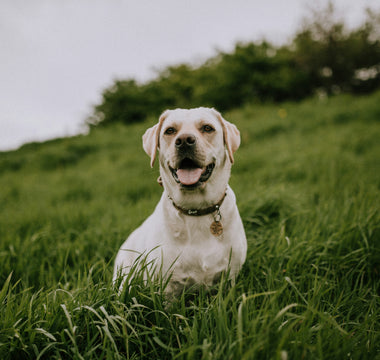 Ear Flicks and Focus Drifts: What Your Dog’s Sudden Sound Sensitivity Reveals About Auditory Health and Emotional Overload