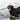 The Fetch Flinch: What Your Dog’s Hesitation to Retrieve Says About Shoulder Strain and Motivation Shifts