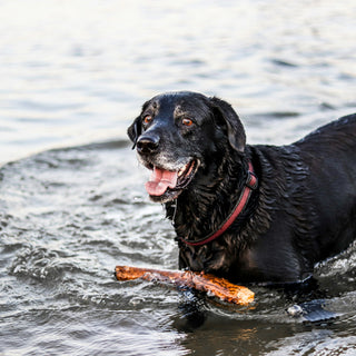 The Fetch Flinch: What Your Dog’s Hesitation to Retrieve Says About Shoulder Strain and Motivation Shifts
