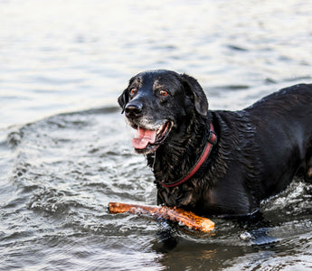The Fetch Flinch: What Your Dog’s Hesitation to Retrieve Says About Shoulder Strain and Motivation Shifts