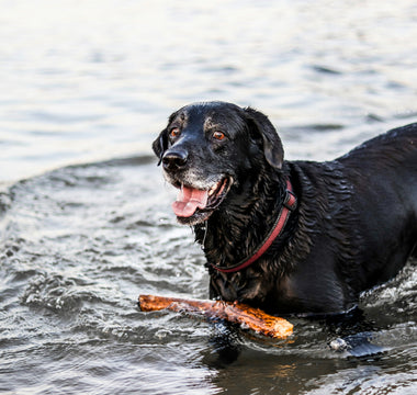 The Fetch Flinch: What Your Dog’s Hesitation to Retrieve Says About Shoulder Strain and Motivation Shifts