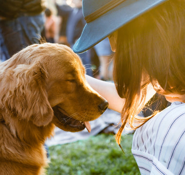 The Sunbeam Shuffle: What Your Dog’s Sudden Spot Seeking Reveals About Thermoregulation, Muscle Comfort, and Mood Shifts