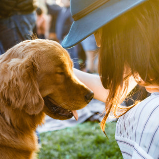 The Stare-and-Scratch Sync: What Your Dog’s Wall Watching and Fleeting Itches Reveal About Neural Overload and Skin-Brain Links
