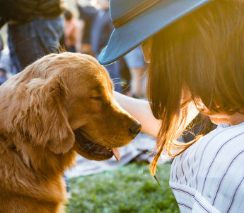 The Stare-and-Scratch Sync: What Your Dog’s Wall Watching and Fleeting Itches Reveal About Neural Overload and Skin-Brain Links