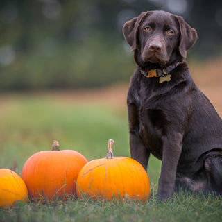 Guilt-Free Gulping: What Your Dog’s Post-Treat Behavior Reveals About Digestion and Emotional Satisfaction