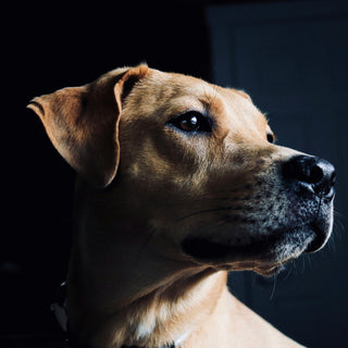 When Snuggles Signal More: How Your Dog’s Cuddling Habits Reflect Their Health and Emotional Needs