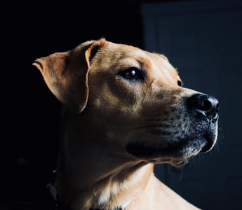 When Snuggles Signal More: How Your Dog’s Cuddling Habits Reflect Their Health and Emotional Needs