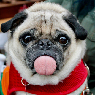 Whisker Shrugs and Window Gazes: What Your Dog’s Daydreaming Habits Reveal About Cognitive Health and Emotional Fulfillment
