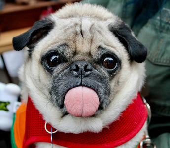 Whisker Shrugs and Window Gazes: What Your Dog’s Daydreaming Habits Reveal About Cognitive Health and Emotional Fulfillment