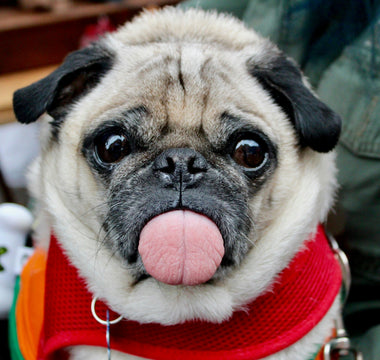 Whisker Shrugs and Window Gazes: What Your Dog’s Daydreaming Habits Reveal About Cognitive Health and Emotional Fulfillment