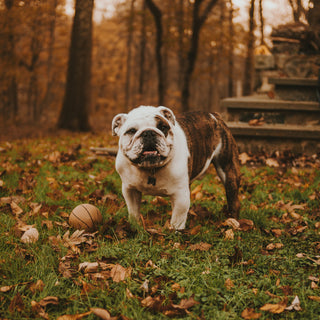 Behind the Shake: What Your Dog’s Post-Bath Body Wiggle Reveals About Stress, Balance, and Skin Health