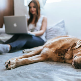Silent Sips: How Changes in Your Dog’s Drinking Habits Can Reveal Hidden Health Concerns