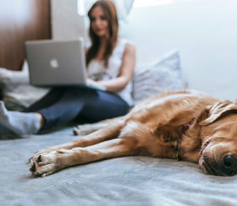 Silent Sips: How Changes in Your Dog’s Drinking Habits Can Reveal Hidden Health Concerns