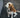 Sleepy Spins and Settling Delays: What Your Dog’s Bedtime Circles Reveal About Joint Health and Anxiety Triggers