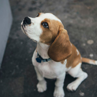 Sleepy Spins and Settling Delays: What Your Dog’s Bedtime Circles Reveal About Joint Health and Anxiety Triggers