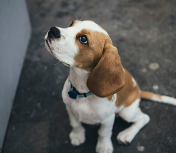 Sleepy Spins and Settling Delays: What Your Dog’s Bedtime Circles Reveal About Joint Health and Anxiety Triggers