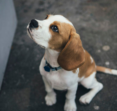 Sleepy Spins and Settling Delays: What Your Dog’s Bedtime Circles Reveal About Joint Health and Anxiety Triggers