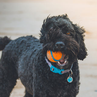 Mood on a Leash: What Your Dog's Walking Style Tells You About Their Health and State of Mind
