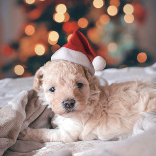 Whine or Warning? Decoding Your Dog’s Restlessness and What It Says About Their Health