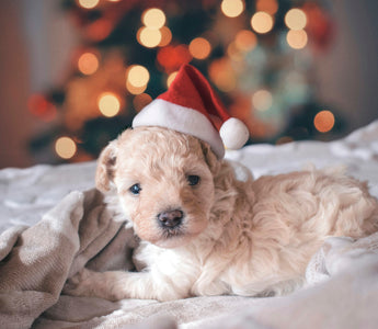 Whine or Warning? Decoding Your Dog’s Restlessness and What It Says About Their Health