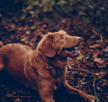 The Bowl-Back Bounce: What Your Dog’s Sudden Mealtime Retreats Reveal About Neck Flexibility, Feeding Anxiety, and Digestive Stress