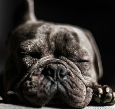 Spin Stops and Sudden Sits: What Your Dog’s Abrupt Playtime Pauses Reveal About Joint Micro-Strain and Emotional Self-Regulation