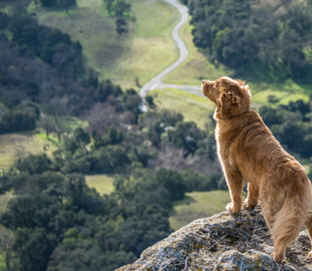 Scratch Before the Sniff: How Your Dog’s Grass-Scraping Ritual Reveals Clues About Paw Health and Emotional Marking Instincts