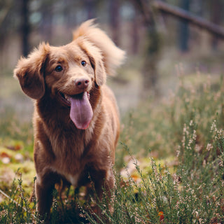 Heat Hints and Tongue Tips: What Your Dog’s Pant Pattern Reveals About Circulatory Stress and Overheating