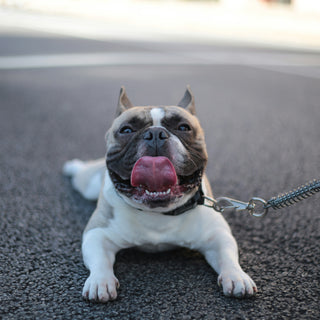 The Hunch Behind the Hunch: What Your Dog’s Arched Back Could Be Telling You About Pain and Posture