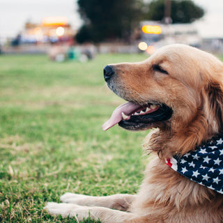 Twitch Talk: What Your Dog’s Sleep Spasms Reveal About Their Brain Health and Dream State