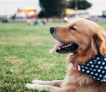 Twitch Talk: What Your Dog’s Sleep Spasms Reveal About Their Brain Health and Dream State