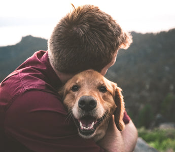 Tail-End Tremors: What Your Dog’s Subtle Rear Shivers Reveal About Nerve Health and Confidence Challenges