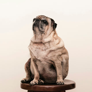 Tactile Trust: How Touch and Massage Can Improve Your Dog’s Health and Behavior