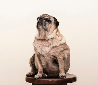 Tactile Trust: How Touch and Massage Can Improve Your Dog’s Health and Behavior