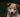 Huff and Puff Patterns: What Your Dog’s Breathing Rhythms Reveal About Their Heart, Health, and Hidden Stress