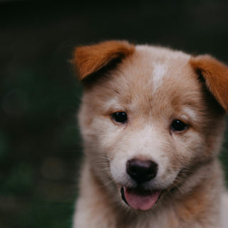 Huff and Puff Patterns: What Your Dog’s Breathing Rhythms Reveal About Their Heart, Health, and Hidden Stress