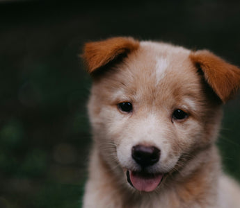 Huff and Puff Patterns: What Your Dog’s Breathing Rhythms Reveal About Their Heart, Health, and Hidden Stress
