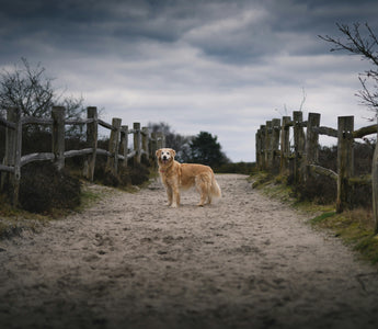 Pup Puddles & Sleepy Paws: What Your Dog’s Post-Nap Behavior Reveals About Circulation, Recovery, and Emotional Reset