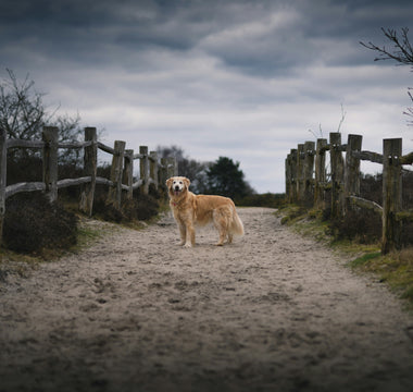 Pup Puddles & Sleepy Paws: What Your Dog’s Post-Nap Behavior Reveals About Circulation, Recovery, and Emotional Reset