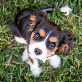 Bark or Bite? What Sudden Aggression Might Be Telling You About Your Dog’s Health