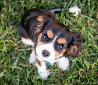 Bark or Bite? What Sudden Aggression Might Be Telling You About Your Dog’s Health