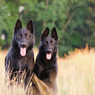 Leg Lift Logic: What Your Dog’s Bathroom Balancing Act Reveals About Hip Stability and Emotional Confidence