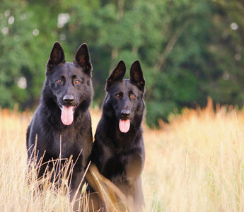 Leg Lift Logic: What Your Dog’s Bathroom Balancing Act Reveals About Hip Stability and Emotional Confidence