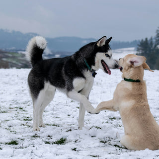 Sideways Sits and Skewed Sprawls: What Your Dog’s Crooked Posture Reveals About Muscle Imbalances and Chronic Discomfort