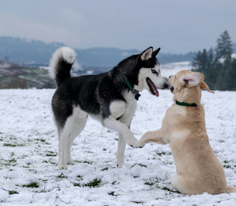 Sideways Sits and Skewed Sprawls: What Your Dog’s Crooked Posture Reveals About Muscle Imbalances and Chronic Discomfort