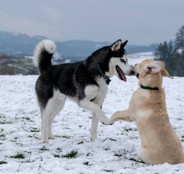 Sideways Sits and Skewed Sprawls: What Your Dog’s Crooked Posture Reveals About Muscle Imbalances and Chronic Discomfort