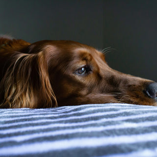 Shadow Sits and Sunset Stares: What Your Dog’s Evening Stillness Reveals About Vision Comfort and Reflective Stress